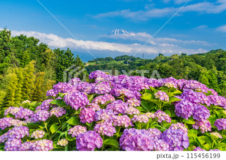 （静岡県）箱根西麓から、アジサイ越しの富士山 115456199
