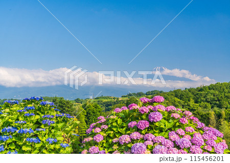 (静岡県)箱根西麓から、アジサイ越しの富士山 (静岡県)箱根西麓から、アジサイ越しの富士山 115456201
