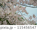 青空と満開になった桜の花 115456547