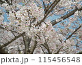 青空と薄ピンクの花が咲き乱れる桜の木 115456548
