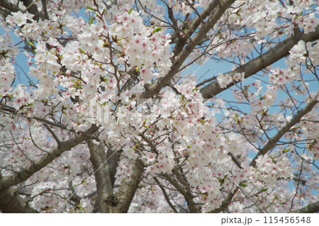 青空と薄ピンクの花が咲き乱れる桜の木 115456548