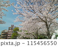青空と満開の桜とマンション 115456550