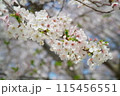 薄いピンク色の花を咲かせる桜のアップ 115456551