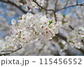 春の日差しを浴びる桜のアップ 115456552