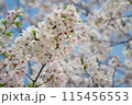 青空に映える儚いピンク色の桜 115456553