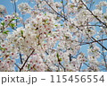 青空に映える淡いピンクの満開の桜 115456554