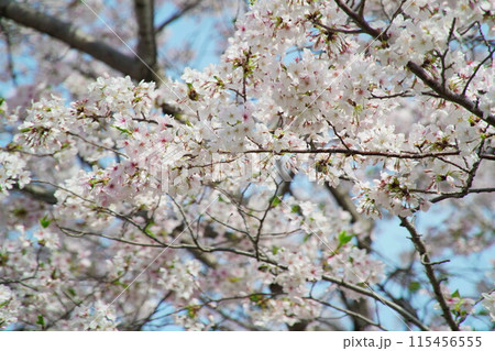 春の陽射しを浴びる満開の桜 春の陽射しを浴びる満開の桜 115456555