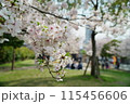 公園に咲く満開の桜と憩う人々 115456606