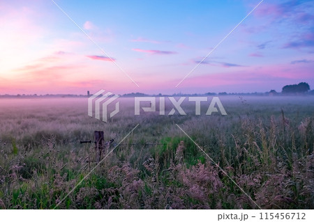 The serene foggy field at sunrise captures the tranquility and beauty of nature The serene foggy field at sunrise captures the tranquility and beauty of nature 115456712