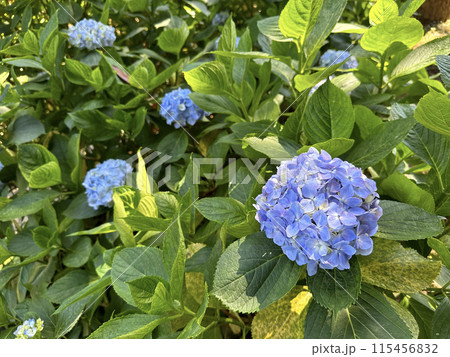 Close-up view of vibrant blue hydrangea flowers blooming amidst lush green foliage in a sunny garden 115456832