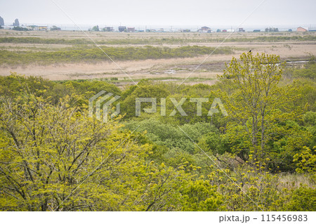 霧多布湿原　木道 115456983