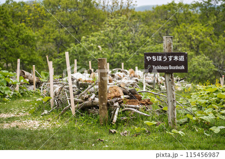 霧多布湿原　木道 115456987