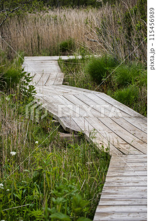 霧多布湿原　木道 115456989