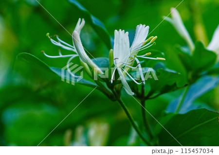 常緑つる性木本スイカズラ科スイカズラの花 115457034