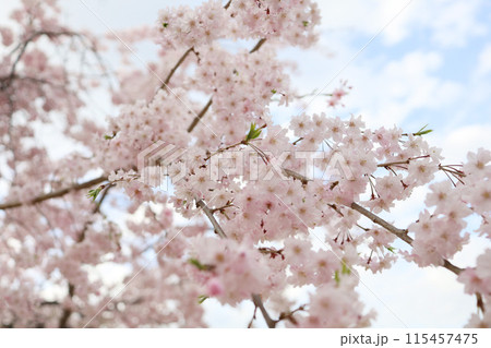 舞鶴城公園の満開のしだれ桜 舞鶴城公園の満開のしだれ桜 115457475