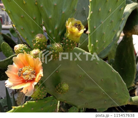 ウチワサボテンのオレンジ色の花の蜜に寄って来るハチたち（メキシコ） 115457638