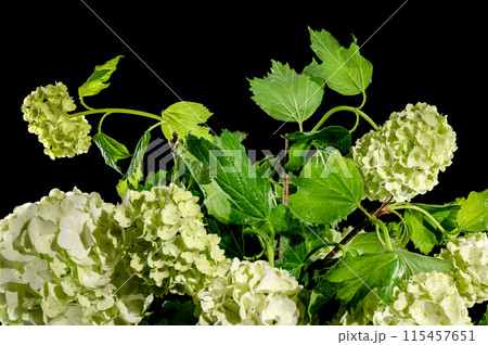 Blooming white viburnum on a black background 115457651