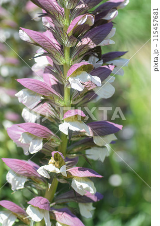アカンサスの花のクローズアップ アカンサスの花のクローズアップ 115457681