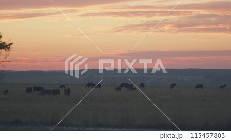 Animals concept. Cow walking along a green grassy meadow field. Angus cattle. Static. 115457803