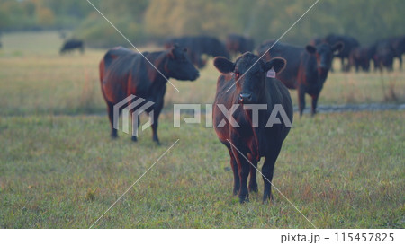 Cows eating grass on beautiful field. Black cow eating fresh spring grass. Selective focus. 115457825