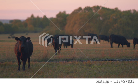 Cows grazing on farm. Black cow grazing in meadow. Animal husbandry. Selective focus. Cows grazing on farm. Black cow grazing in meadow. Animal husbandry. Selective focus. 115457833