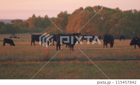 Dark cow on an summer pasture. Cows in field at sunset. Selective focus. 115457842