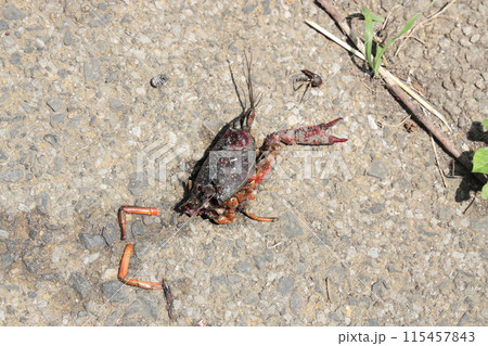 ザリガニの死骸 115457843