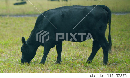 Black cows grazing on a green pasture. Black cow stands on a green meadow and eats grass. Selective focus. Black cows grazing on a green pasture. Black cow stands on a green meadow and eats grass. Selective focus. 115457873