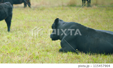 Black bull. Dark cow on an summer pasture. Black cow grazing green herb at meadow. Selective focus. Black bull. Dark cow on an summer pasture. Black cow grazing green herb at meadow. Selective focus. 115457904