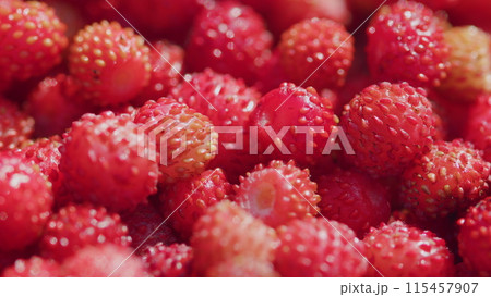 Lots of berries. Wild strawberries. Red small berries from wild forest. Close up. 115457907