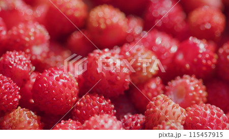 Ripe wild red strawberries. Harvested fresh berry. Close up. Ripe wild red strawberries. Harvested fresh berry. Close up. 115457915