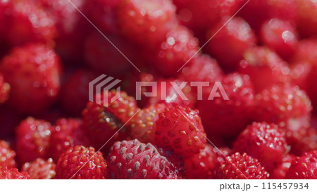 Wild red strawberries picked in the forest. Fresh vitamins in food. Close up. Wild red strawberries picked in the forest. Fresh vitamins in food. Close up. 115457934