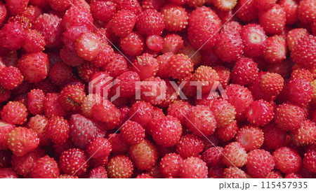 Fresh and ripe, juicy strawberries. Forest red wild strawberry. Close up. Fresh and ripe, juicy strawberries. Forest red wild strawberry. Close up. 115457935