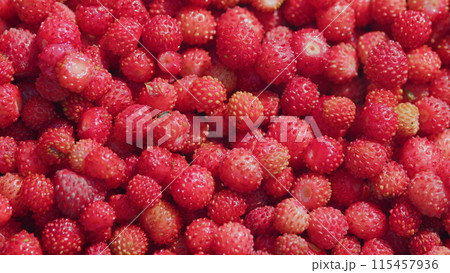 Ripe wild red strawberries. Harvested fresh berry. Close up. Ripe wild red strawberries. Harvested fresh berry. Close up. 115457936