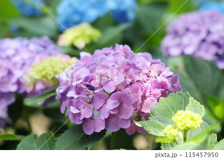 あじさい 115457950