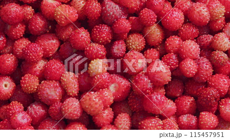 Wild berry red strawberries. Fresh heap of ripe wild strawberries. Close up. Wild berry red strawberries. Fresh heap of ripe wild strawberries. Close up. 115457951