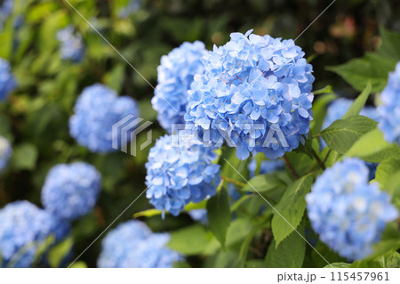 あじさい 115457961