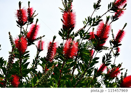 ブラシの木 115457969