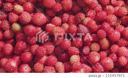 Lots of berries. Wild strawberries. Red small berries from wild forest. Close up. Lots of berries. Wild strawberries. Red small berries from wild forest. Close up. 115457971