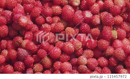 Wild red strawberries picked in the forest. Fresh vitamins in food. Close up. 115457972