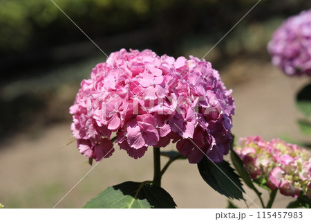 あじさい あじさい 115457983