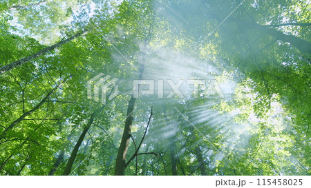 Forest with sun. Leaves othe trees in park on green summer background. Beautifull sunrise in forest. Wide shot. 115458025