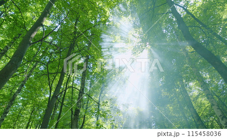 Rays of sunlight and green forest. Tree branches and sun beams coming through fog. Wide shot. 115458036