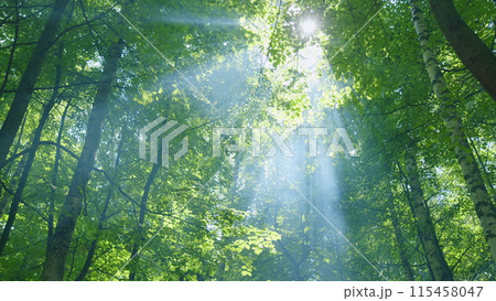 Warm sunbeams illuminating tree trunks and shrubs. Light rays break through deciduous tree fooliage. Wide shot. Warm sunbeams illuminating tree trunks and shrubs. Light rays break through deciduous tree fooliage. Wide shot. 115458047
