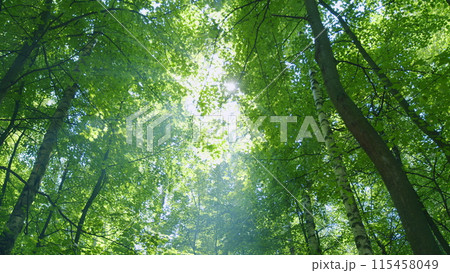 Sunlight filtering through leaves of trees. Beautiful sunny morning just after sunrise. Wide shot. Sunlight filtering through leaves of trees. Beautiful sunny morning just after sunrise. Wide shot. 115458049