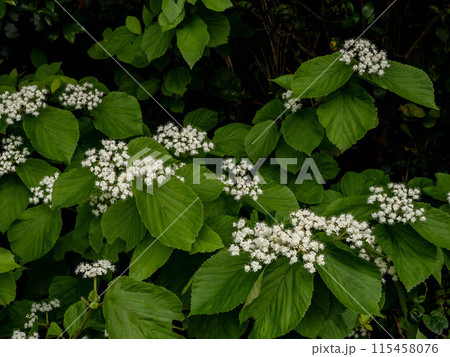 ガマズミの白い花 115458076