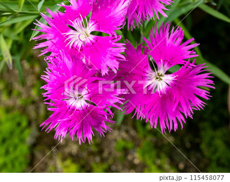 カワラナデシコの花 115458077