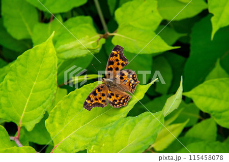 イタドリの葉にいるキタテハ 115458078