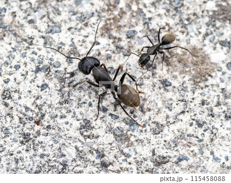 コンクリートの上にいるクロオオアリ コンクリートの上にいるクロオオアリ 115458088