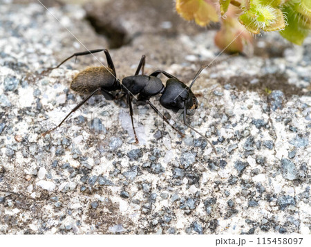コンクリートの上にいるクロオオアリ 115458097